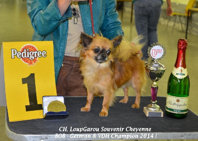 Souvenir Cheyenne - Nouveaux titres de champions 2014