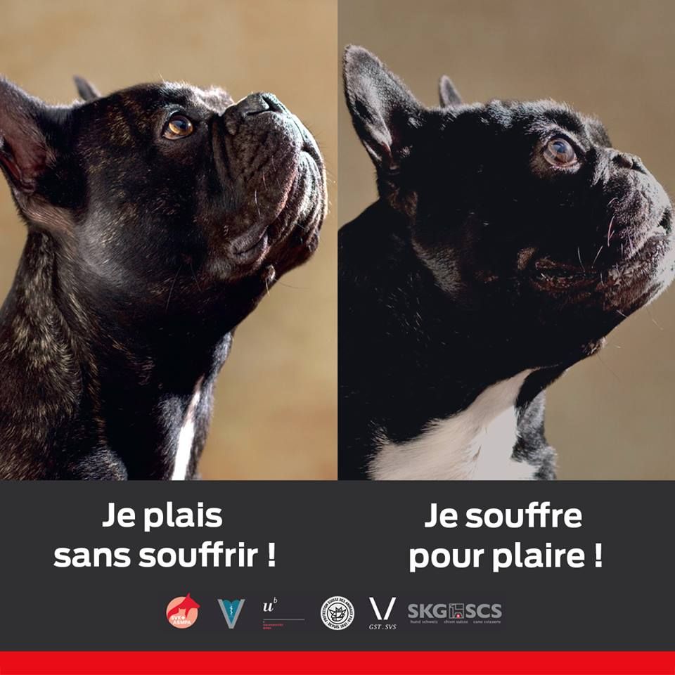 CA BOUGE en Suisse - NON aux chiens sans nez et surtypés - YES